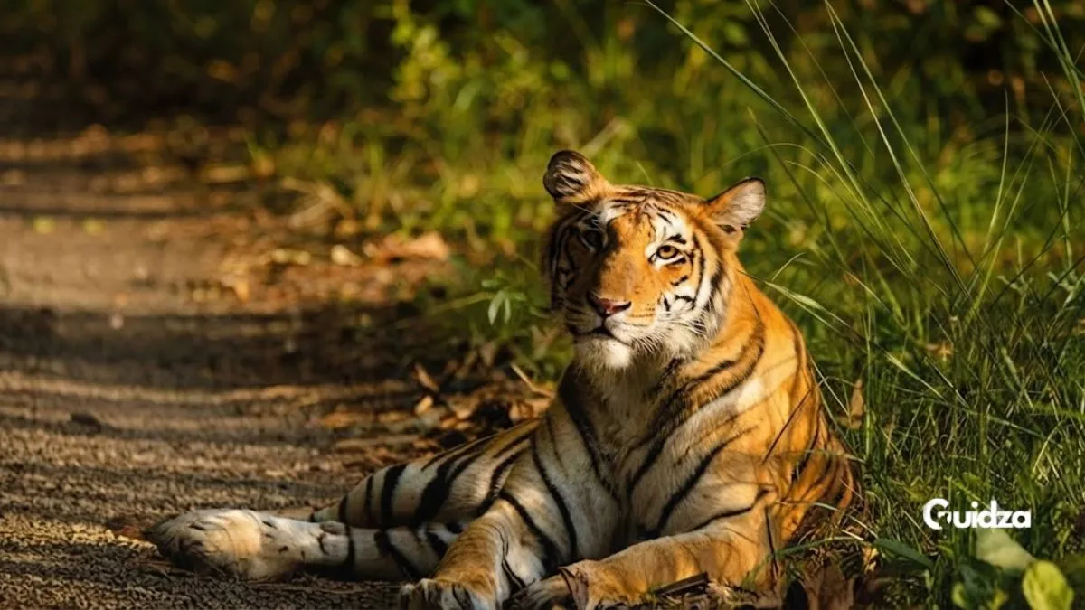 Rajaji national park